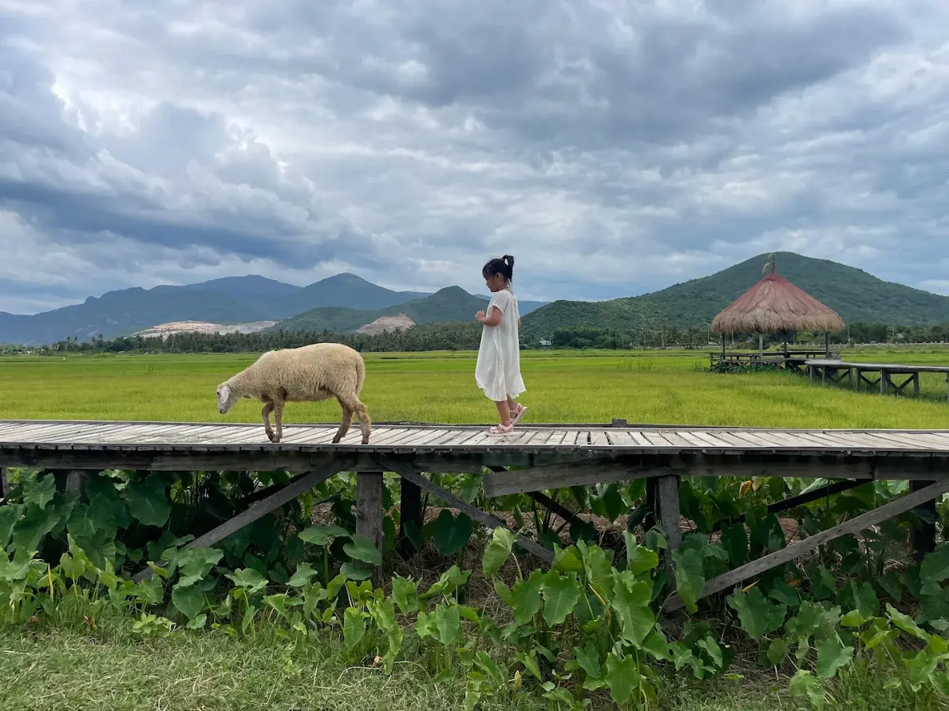 Đồng Cừu Suối Tiên Cam Ranh: Giá Vé, Cách Đi Và Kinh Nghiệm Check-in
