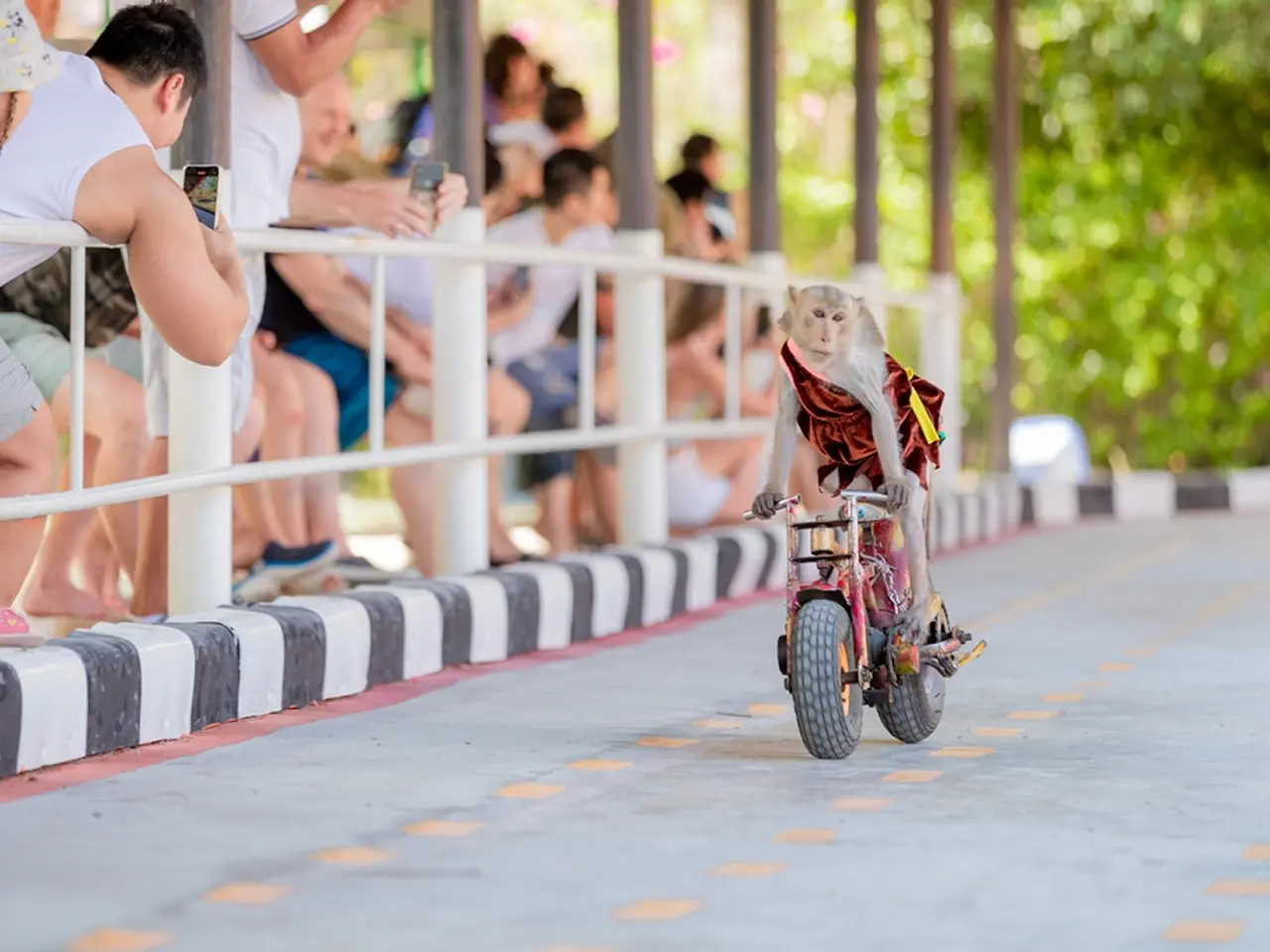 Tour Đảo Khỉ – Đảo Hoa Lan Nha Trang 1 Ngày